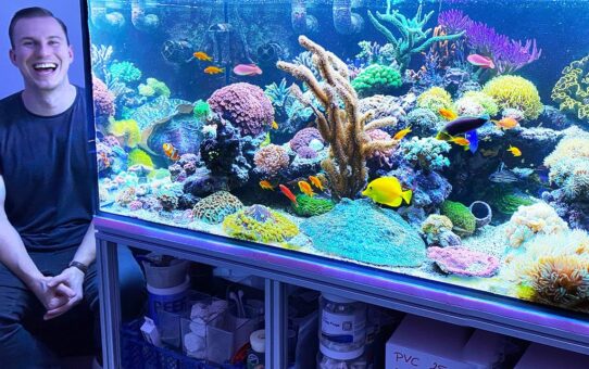 Saltwater Reef Tank, Pros and Cons