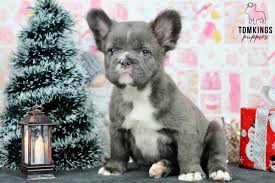 The Enchanting World of French Bulldog Puppies: A Comprehensive Guide